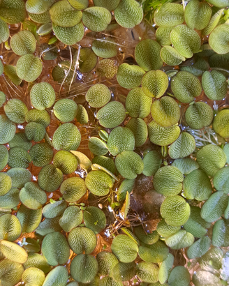 Salvinia Natans