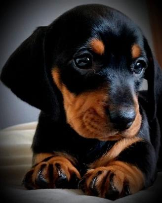 Cuccioli di bassotto nero maschietto