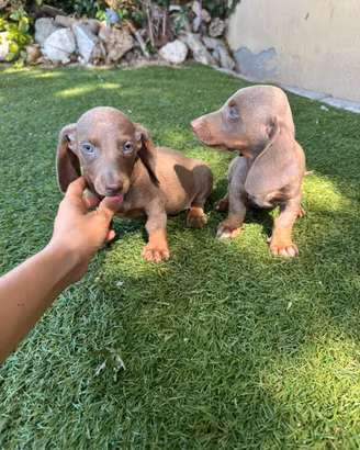 Cuccioli di bassotto nano