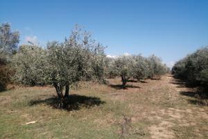 Uliveto Gherghetenore