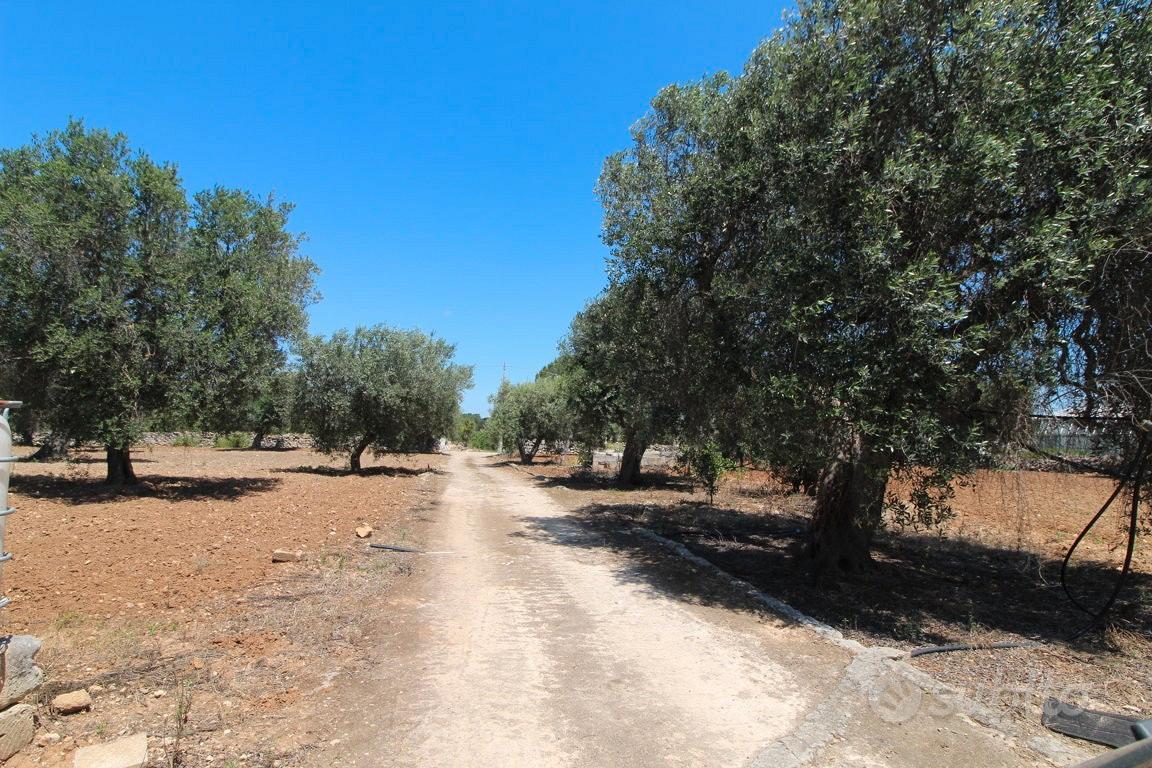 Terreno con trullo c.da Neviera San Marzano di S.G - Vista 2