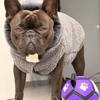 Bulldog francese solo x MONTA