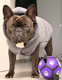 Bulldog francese solo x MONTA