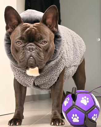 Bulldog francese solo x MONTA