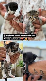 Gattini