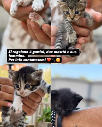Gattini