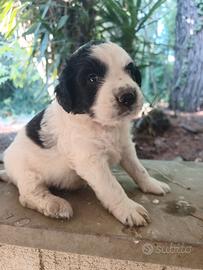 regale cane di due anni e cuccioli 