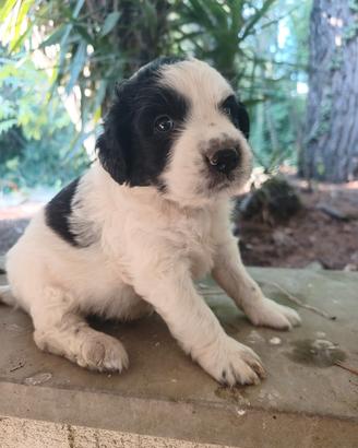 regale cane di due anni e cuccioli 