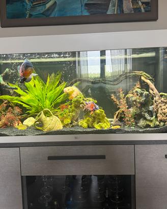 Acquario rio 250 litri