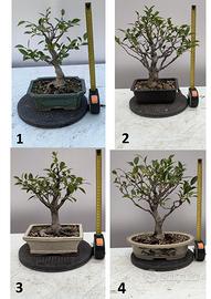 Bonsai da interno