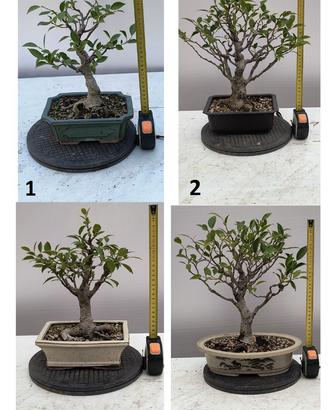 Bonsai da interno
