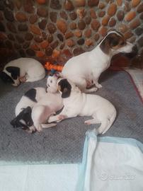 Jack Russell