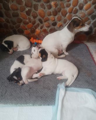 Jack Russell