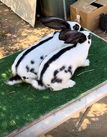Conigli papillon