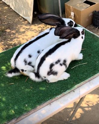 Conigli papillon