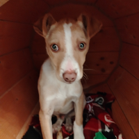 American Stafford/levriero italiano