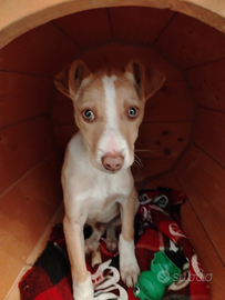 American Stafford/levriero italiano