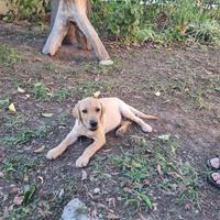 Cucciolo di Labrador