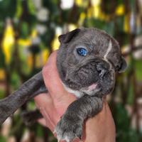 Bulldog francese taglia piccola
