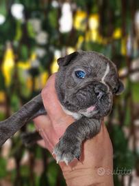 Bulldog francese taglia piccola