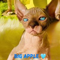 Cuccioli sphynx disponibili