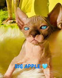 Cuccioli sphynx disponibili