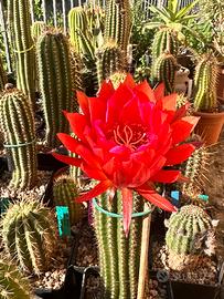 Cactus da fiore