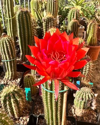 Cactus da fiore