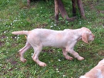 Spinone Italiano