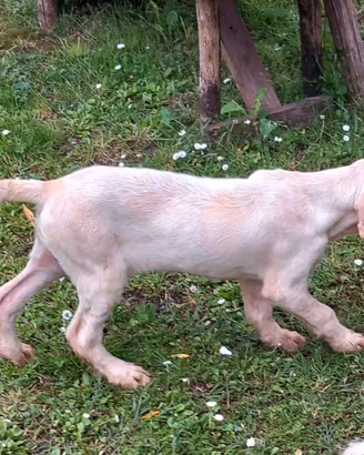 Spinone Italiano