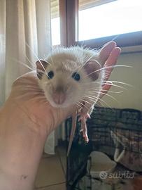 Ratto dumbo siamese