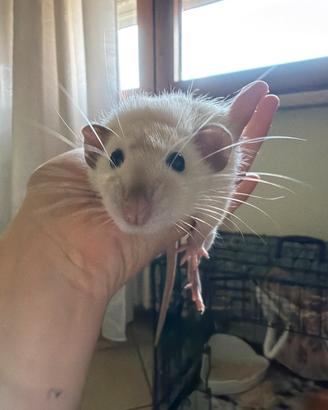 Ratto dumbo siamese