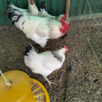 Galline ermellinata di Rovigo