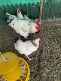 Galline ermellinata di Rovigo