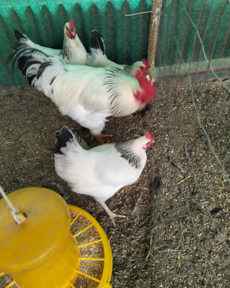 Galline ermellinata di Rovigo