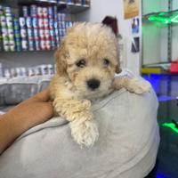 Cuccioli di barboncini scampagne