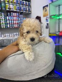 Cuccioli di barboncini scampagne