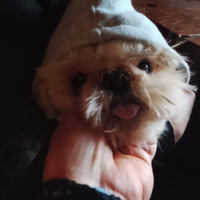 Splendidi cuccioli di Shitzu