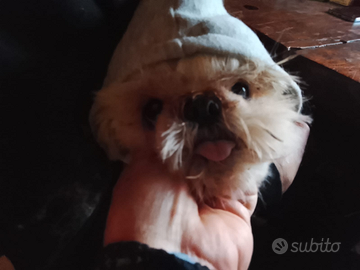 Splendidi cuccioli di Shitzu