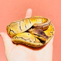 Ball python