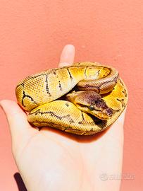 Ball python
