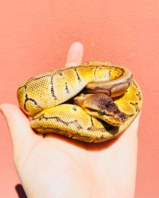 Ball python
