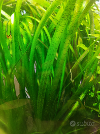 Vallisneria spiralis Tiger o Leopard
