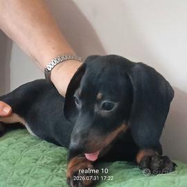 Cuccioli di bassotto tedesco