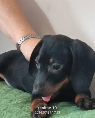 Cuccioli di bassotto tedesco