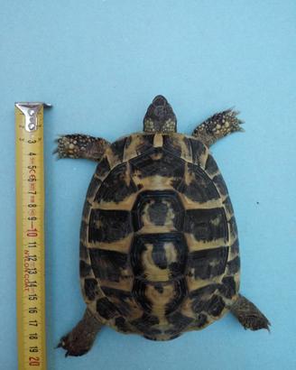 Tartaruga