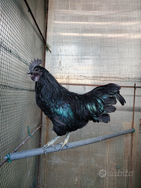 Gallo cemani