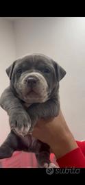 American bully
