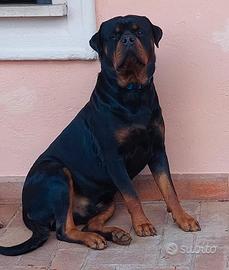 Rottweiler per monta