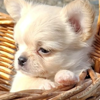 Cuccioli di taglia piccola